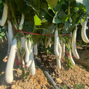 White 013 Eggplant, 20 Seeds