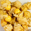 Groundcherry Seeds, ~500 Seeds