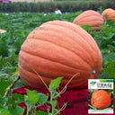 Giant Pumpkin Seeds, 5 Seeds