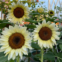 White Lover Sunflower, 20 Seeds