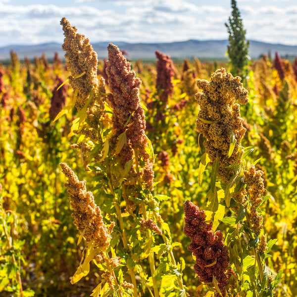 Tri-Color Quinoa Seeds, 30 Grams ≈ 11000 Seeds