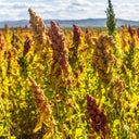 Tri-Color Quinoa Seeds, 30 Grams ≈ 11000 Seeds