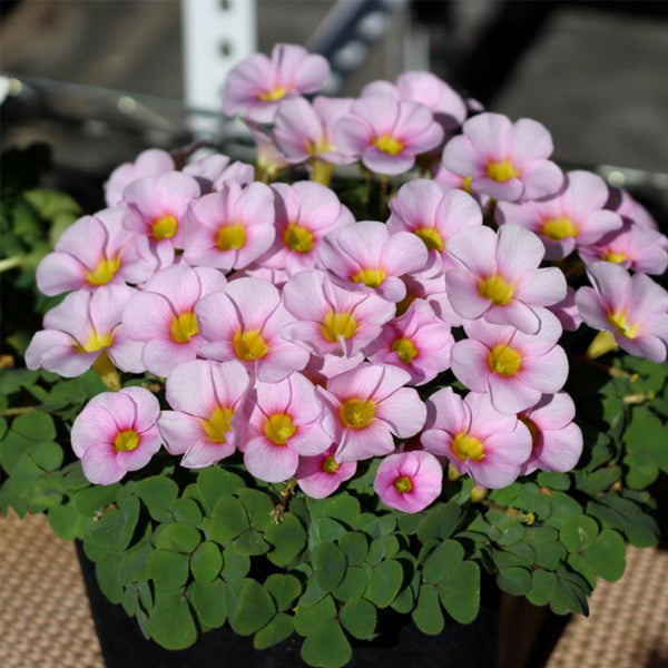 Oxalis obtusa Series Bulb - 'Purpurea Ulifoura', 6 Bulbs