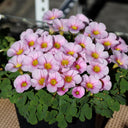 Oxalis obtusa Series Bulb - 'Purpurea Ulifoura', 6 Bulbs