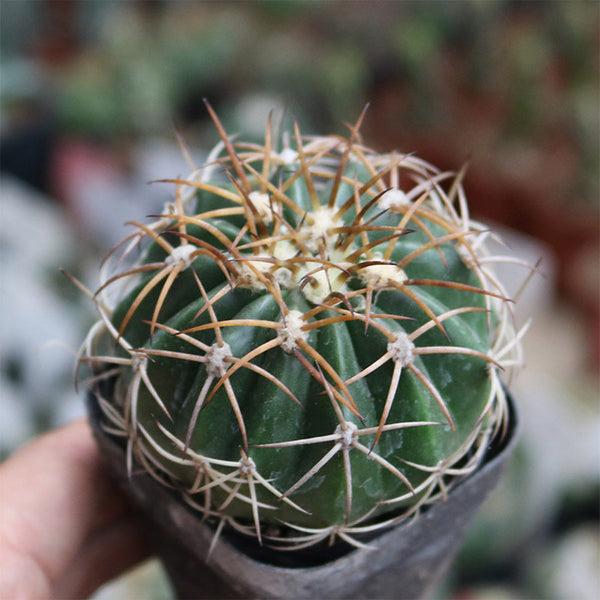 Melocactus azureus, 3-4cm