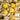 Golden Ground Cherry Seeds, 2g