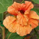 Peach Blossom' Nasturtium Seeds, 50 Seeds