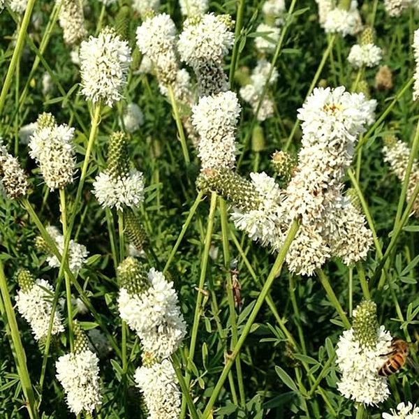 White Prairie Clover, 10 Seeds