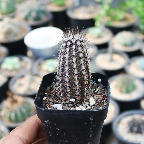 Setiechinopsis mirabilis, 4-5cm