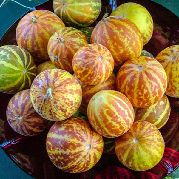 Queen Anne's Pocket Melon, 20 Seeds