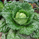 Savoy Cabbage Seeds, 20 Seeds
