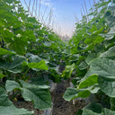 Boya 533 Cucumber, 50 Seeds