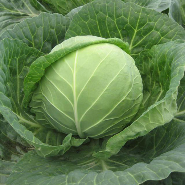 Cuixiaoluo Round Cabbage Seeds, 2g