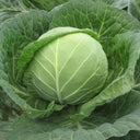 Cuixiaoluo Round Cabbage Seeds, 2g