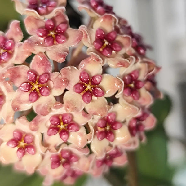 Hoya 'Sweet', 3 Cuttings