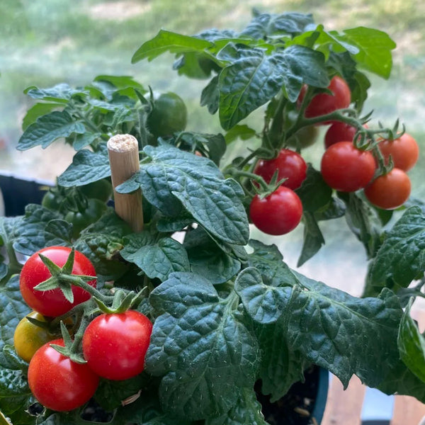 Dwarf Compact Red Cherry Tomato, 100 Seeds