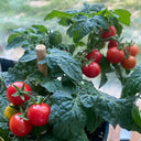 Dwarf Compact Red Cherry Tomato, 100 Seeds