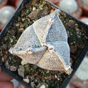 Triangular Bishop's Cap Live Cactus