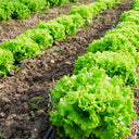 Xishuai Lollo Bionda Lettuce Seeds, 2g