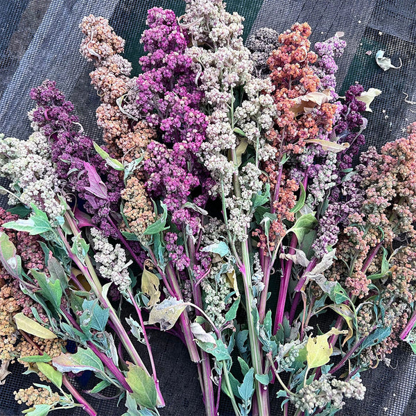 Tri-Color Quinoa Seeds, 30 Grams ≈ 11000 Seeds