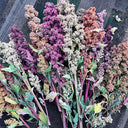 Tri-Color Quinoa Seeds, 30 Grams ≈ 11000 Seeds