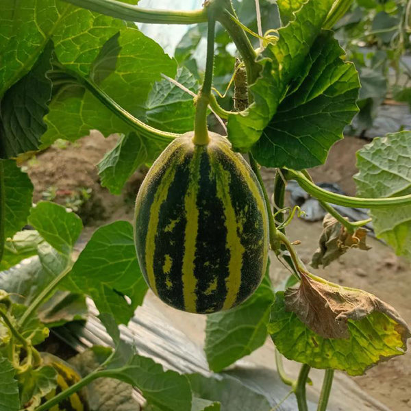 Bingtangzi High-Sugar Melon, 30 Seeds