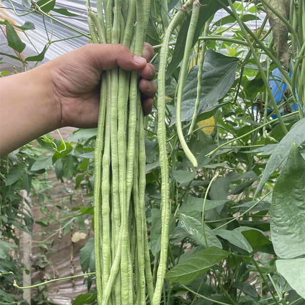 'Zhangtang King' Yardlong Bean Seeds, 50g
