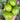 Kiwi Tomato, 100 Seeds