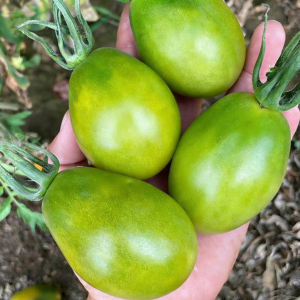 Kiwi Tomato, 100 Seeds