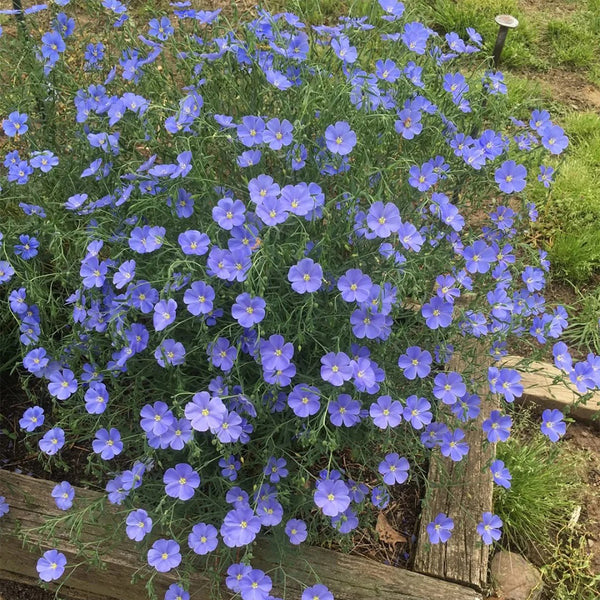 Blue Flax Seeds, 20 Grams ≈ 6000 Seeds