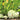 White Flying Saucer Squash, 10 Seeds