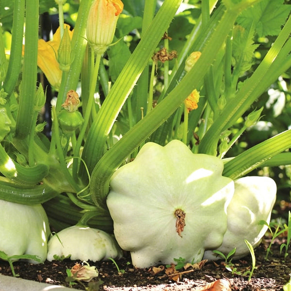 White Flying Saucer Squash, 10 Seeds