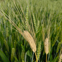 Barley Seeds, 100 Seeds