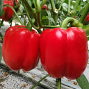 Red Bell Pepper Seeds, 20 Seeds