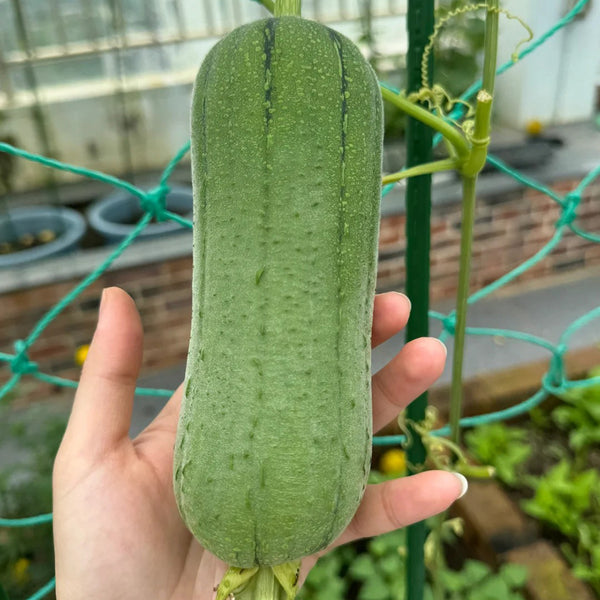 Yucui No.2 Large-Fleshed Luffa Seeds, 10g