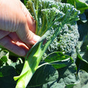 Green Sprouting Broccoli No.2 Hybrid Seeds, 30 Seeds