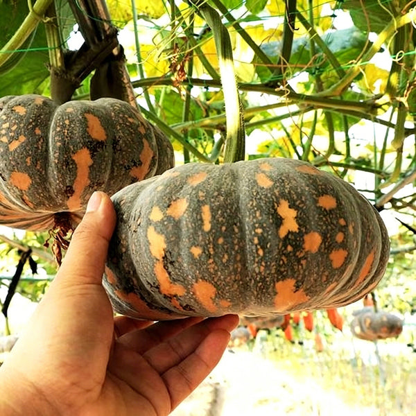 'Jing Xiangmi 201' Pumpkin, 15 Seeds