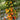 655 Rainbow Flavor Tomato, 5 Seeds
