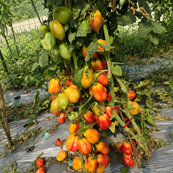 655 Rainbow Flavor Tomato, 5 Seeds
