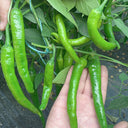 Hangjiao No.1 Pepper Seeds, 100 Seeds