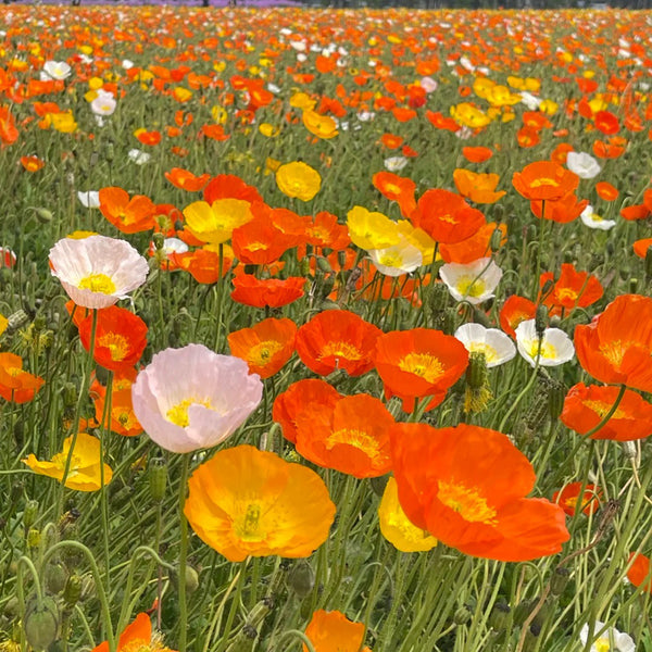Iceland Poppy, 1g