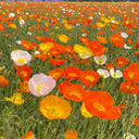 Iceland Poppy, 1g