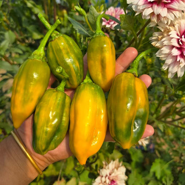 'Avalon Variegated F6' Pepper Seeds, 5 Seeds