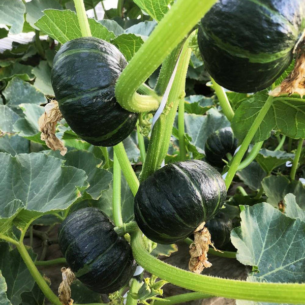 Zhongbei No.2 Pumpkin Seeds, 50 Seeds