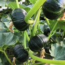 Zhongbei No.2 Pumpkin Seeds, 50 Seeds