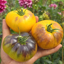1099 Beast Boy Tomato, 5 Seeds
