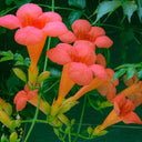 Chinese Trumpet Vine Seeds, 100 Seeds
