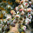 Chinese Sumac Seeds,100 Seeds