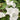 Moonflower, 3 Seeds