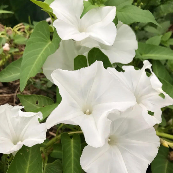 Moonflower, 3 Seeds
